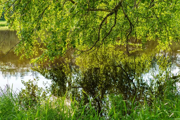 Gałęzi drzewa przybrzeżnego pochylając się do wody — Zdjęcie stockowe