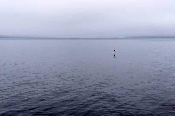 Mouette solitaire survole une baie brumeuse — Photo