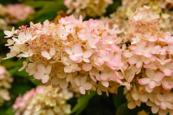 Flores de hortensia rosa primer plano — Foto de Stock