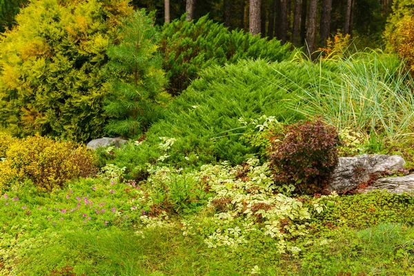 Vegetazione diversificata in una zona paesaggistica — Foto Stock