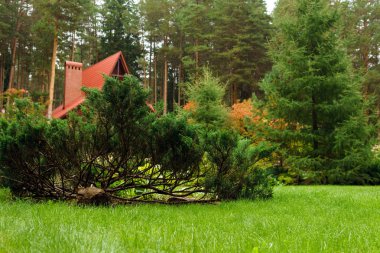 yazlık önünde çim dekoratif ardıç