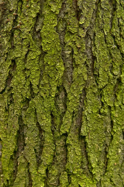 Fundo Textura Casca Áspera Musgosa Verde Uma Árvore Velha Floresta — Fotografia de Stock