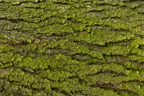 Fondo Textura Corteza Áspera Musgosa Verde Árbol Viejo Bosque —  Fotos de Stock