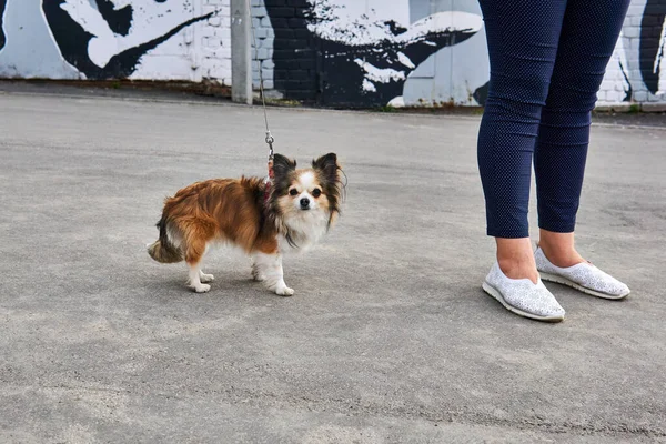 歩道上の彼の女性の所有者の足の横にある綱にかわいい小さなChihuahua犬 — ストック写真