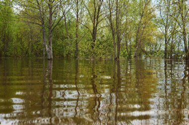 Su baskını sırasındaki bahar manzarası. Koruyu su basmış, ağaçlar suyun içinde duruyor.
