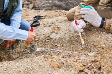Paleontologların elleri çölde bulunan fosil kemiğini temizliyor.