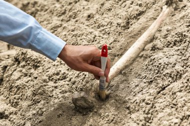 Paleontolojistin eli kum ve taştan fosil kemiğini temizliyor.