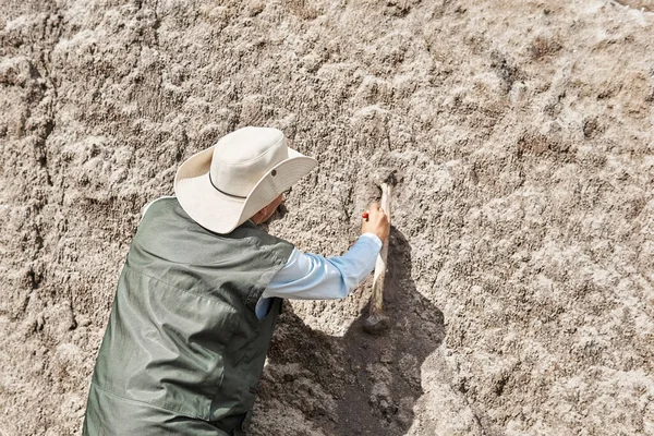 Paläontologe Entdeckte Fossilen Knochen Und Reinigte Ihn Mit Pinsel — Stockfoto