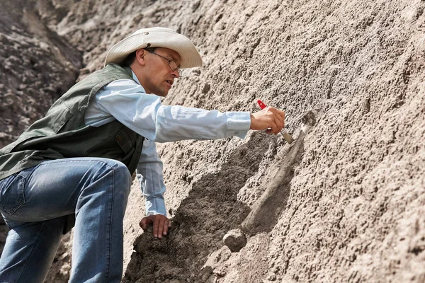 Paläontologe Extrahiert Fossilen Knochen Aus Einem Felsen Indem Ihn Mit — Stockfoto