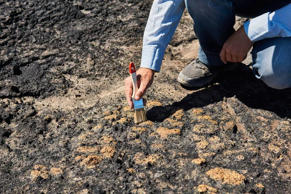 Hand Des Paläontologen Extrahiert Einige Fossilvorkommen Aus Einem Felsen Indem — Stockfoto