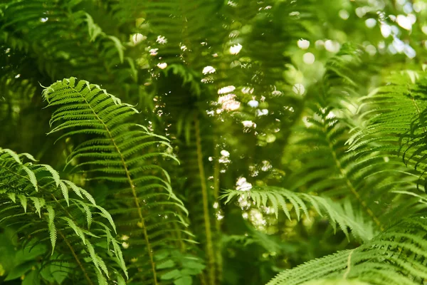 Syn Ormbunkar Skogen Undervegetation Nedifrån Och Upp — Stockfoto