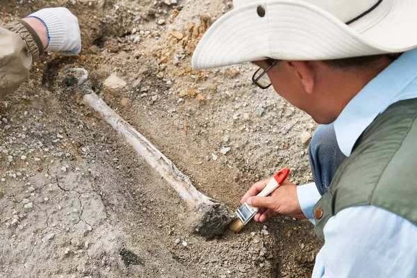 Arqueólogos Una Expedición Campo Limpiar Hueso Excavado Del Suelo —  Fotos de Stock