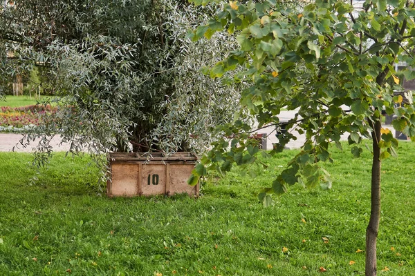 Plywood Storage Box Gardening Tools Tree City Park — Stock Photo, Image