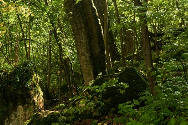 Arrière Plan Paysage Forêt Subtropicale Humide Montagne Après Pluie — Photo