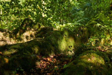 Yarı karanlık bir astropikal ormanda yosunlu ağaç kökleri