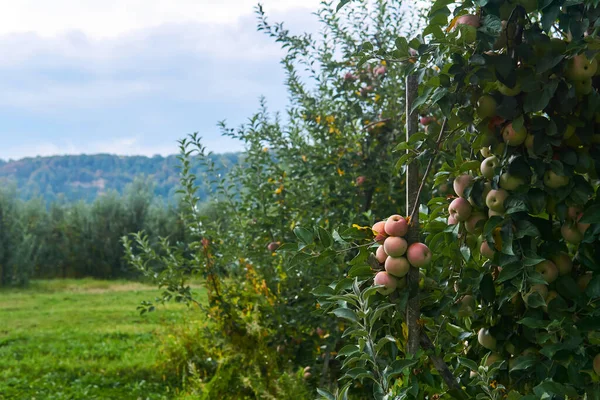 Rózsaszín Gyümölcs Érik Egy Egy Alma Ültetvény Hegyekben — Stock Fotó