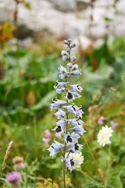 在模糊的自然背景上淡蓝色的漂白花 — 图库照片