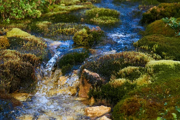 Clean Mountain Stream Flowing Lush Mosses Close — Stock Photo, Image