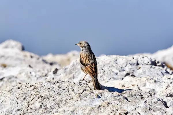 Μικρό Πουλί Αλπικό Accentor Ένα Λευκό Βράχο Ένα Θολό Φόντο — Φωτογραφία Αρχείου