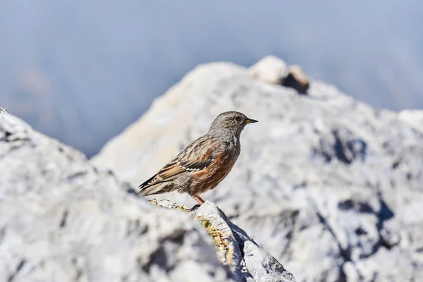 Μικρό Πουλί Αλπικό Accentor Ένα Λευκό Βράχο Ένα Θολό Φόντο — Φωτογραφία Αρχείου