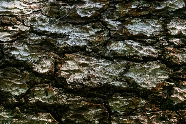 Текстура Потрісканої Кори Старого Дерева Крупним Планом — стокове фото