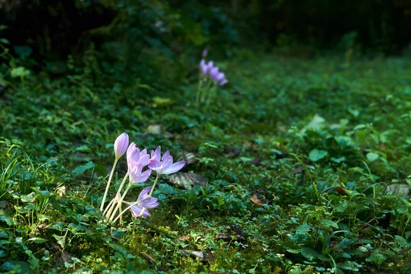 Фіолетові Квіти Осіннього Круаса Освітлені Сонцем Тіньовому Лісі Крупним Планом — стокове фото