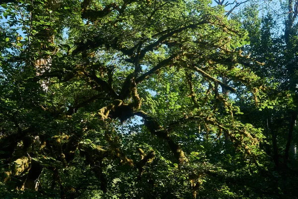 Gökyüzünü Kaplayan Yeşil Yapraklı Taçlar Kayın Ağacının Altında Bir Manzara — Stok fotoğraf