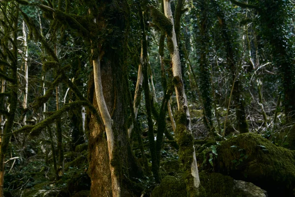 Buxus Colchica Dans Forêt Buis Raison Invasion Teigne Buis Dans — Photo