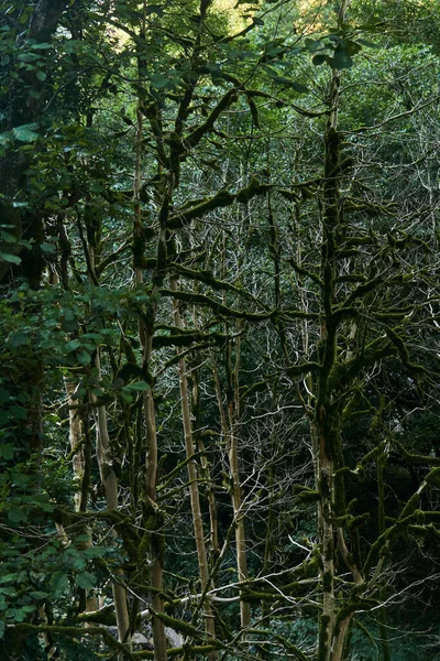 Buxus Colchica Dans Forêt Buis Raison Invasion Teigne Buis Dans — Photo