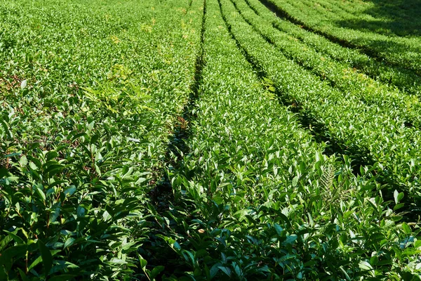 Řady Keřů Čajové Plantáži Slunečného Dne Dostávají Perspektivy — Stock fotografie