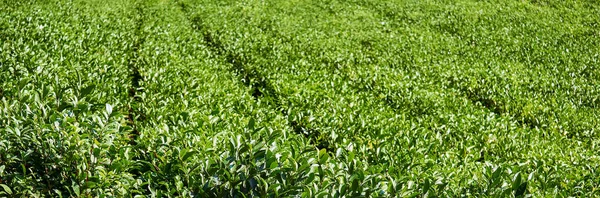 Vista Una Plantación Arbustos Frontales Foco Fondo Con Filas Plantas — Foto de Stock