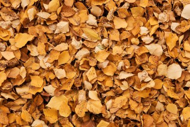 Doğal arka plan - Sonbaharda sürekli düşen sarı kavak yapraklarının örtüsü