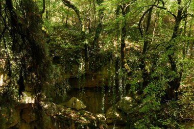 Güneşli bir günde, kayalık bir vadide büyüyen sık yağmur ormanları.