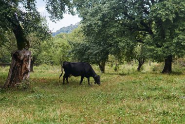 Siyah inek terk edilmiş bir bahçede otluyor.