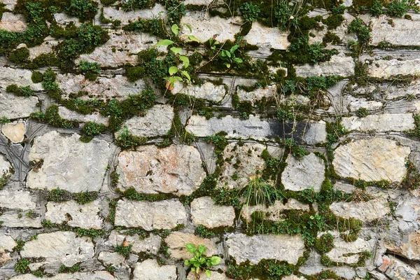 Fundo Parede Musgosa Feita Pedra Calcária Crua — Fotografia de Stock