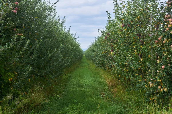 山の間の谷にあるリンゴ畑の若木の列の間の通路 — ストック写真