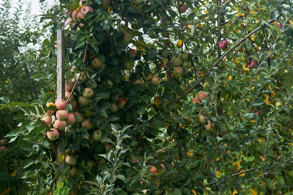 Jablka Dozrávají Stromě Ovocné Plantáži Venku — Stock fotografie