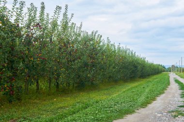 Kırsalda toprak bir yolun yanında genç ağaçlarla dolu elma bahçeleri.