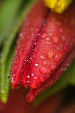 Su ile taze kırmızı lale, makro damla.