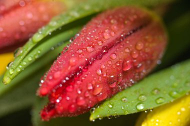 Su damlaları ile taze kırmızı ve sarı lale