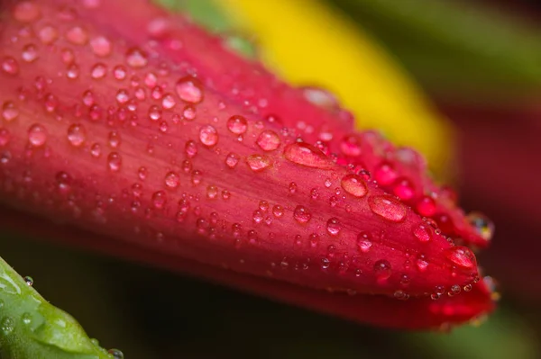 Beautiful red tulip with water drops, macro. — Stock Photo, Image