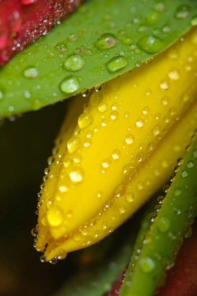 Färska gula tulip med vatten droppar, makro. — Stockfoto