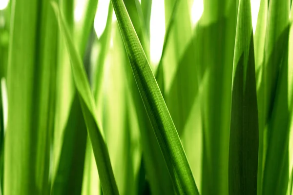新鮮な緑の芝生、クローズ アップ — ストック写真