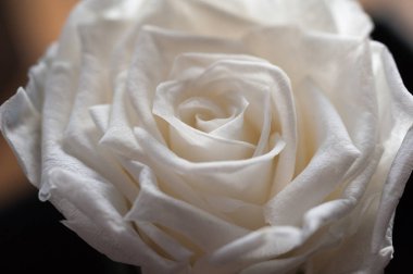 Beyaz Gül 'e yakın