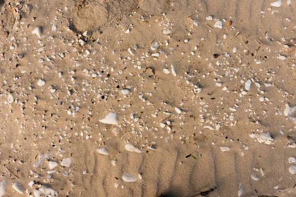 Små vita stenar skiner genom lera-sandig jord — Stockfoto