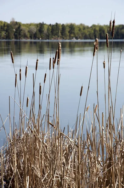 Droge Reed Messen Oever Van Zilveren Meer — Stockfoto