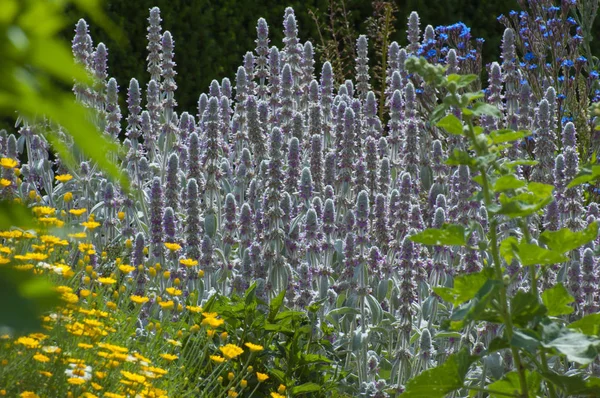 Planta Decoração Jardim Stachys Byzantina Close — Fotografia de Stock