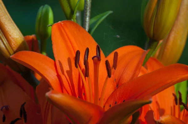 Оранжевая Лилия Размытом Зеленом Фоне — стоковое фото