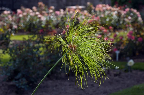 Kleur Bloemen Donkere Groene Achtergrond — Stockfoto