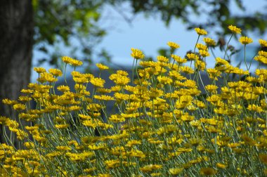 koyu yeşil zemin üzerine büyük - sarı çiçek